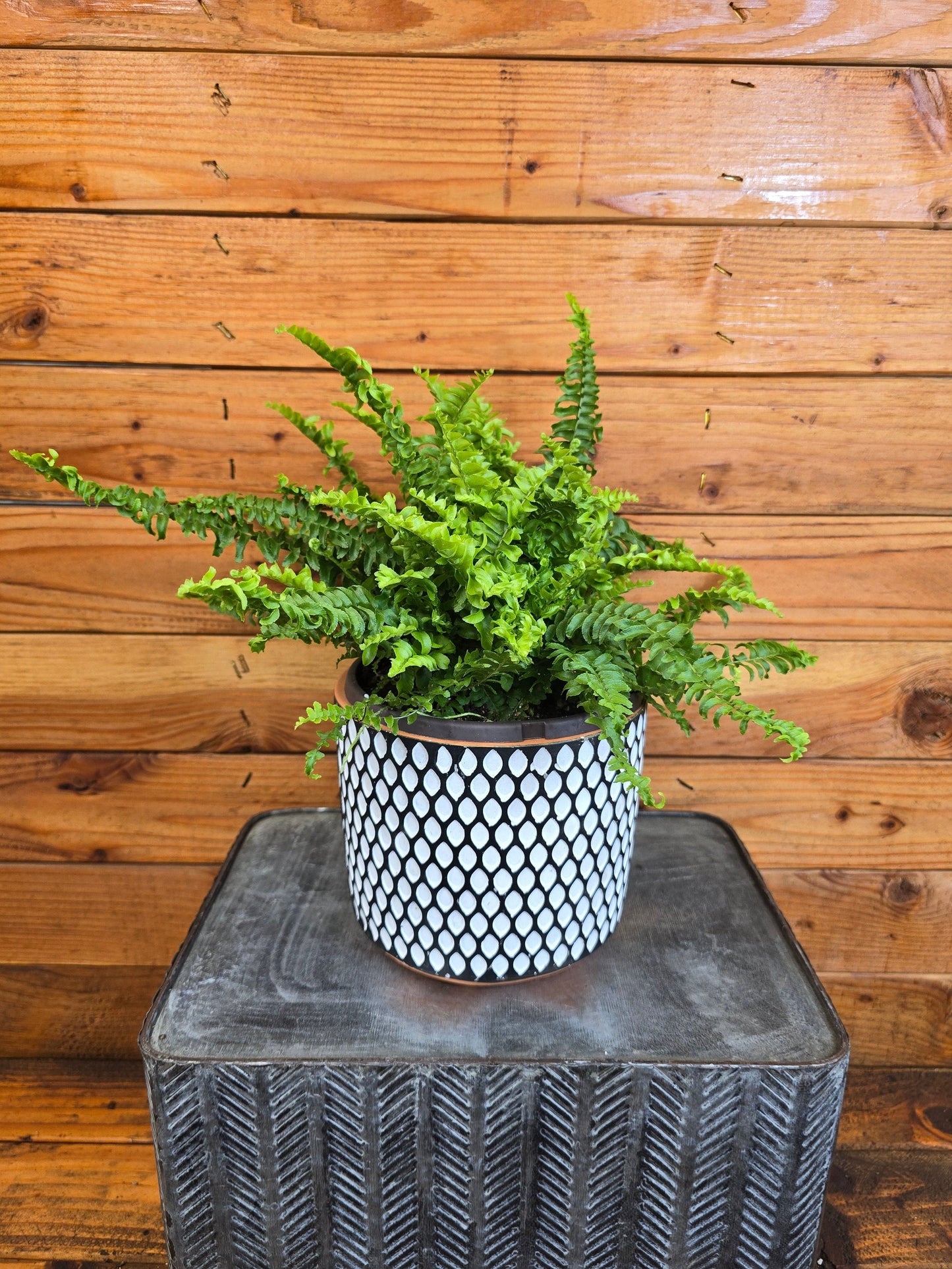 Fern Compact Boston, 6" Plant