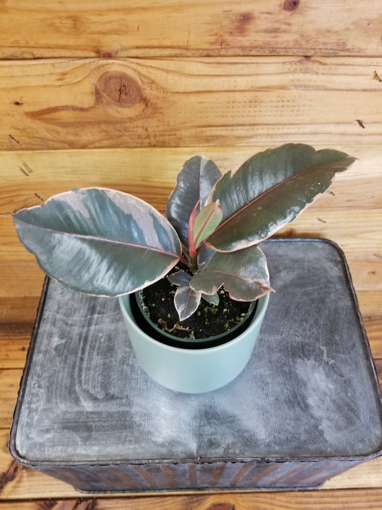 Ficus Ruby, 4" Plant