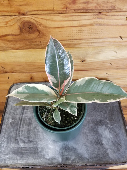 Ficus Tineke, 4" Plant
