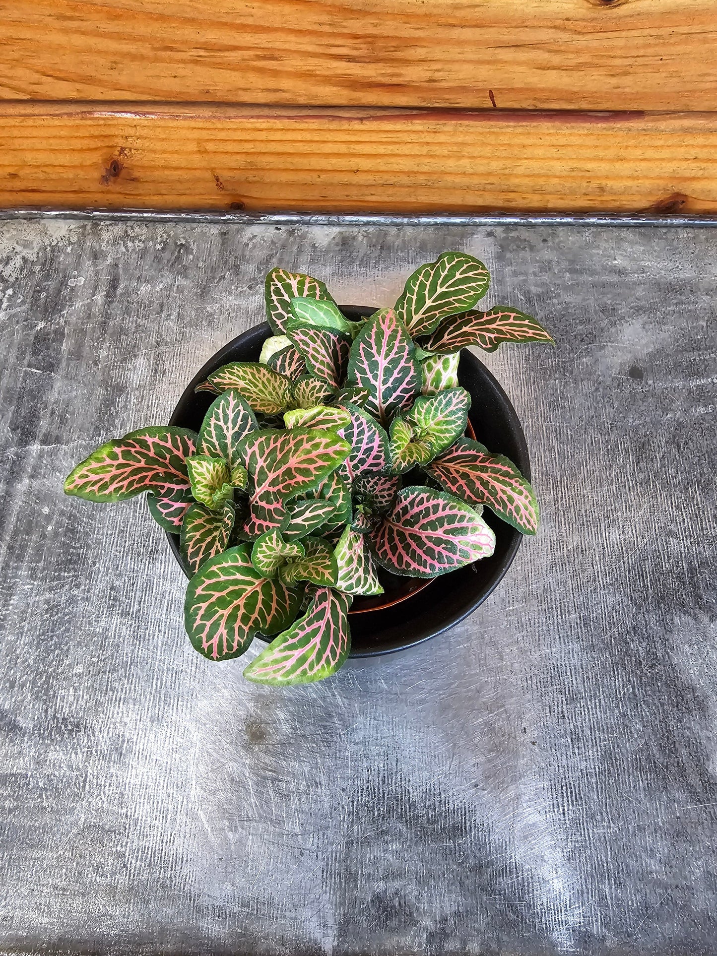 Fittonia Joly Lemon, 2" Plant