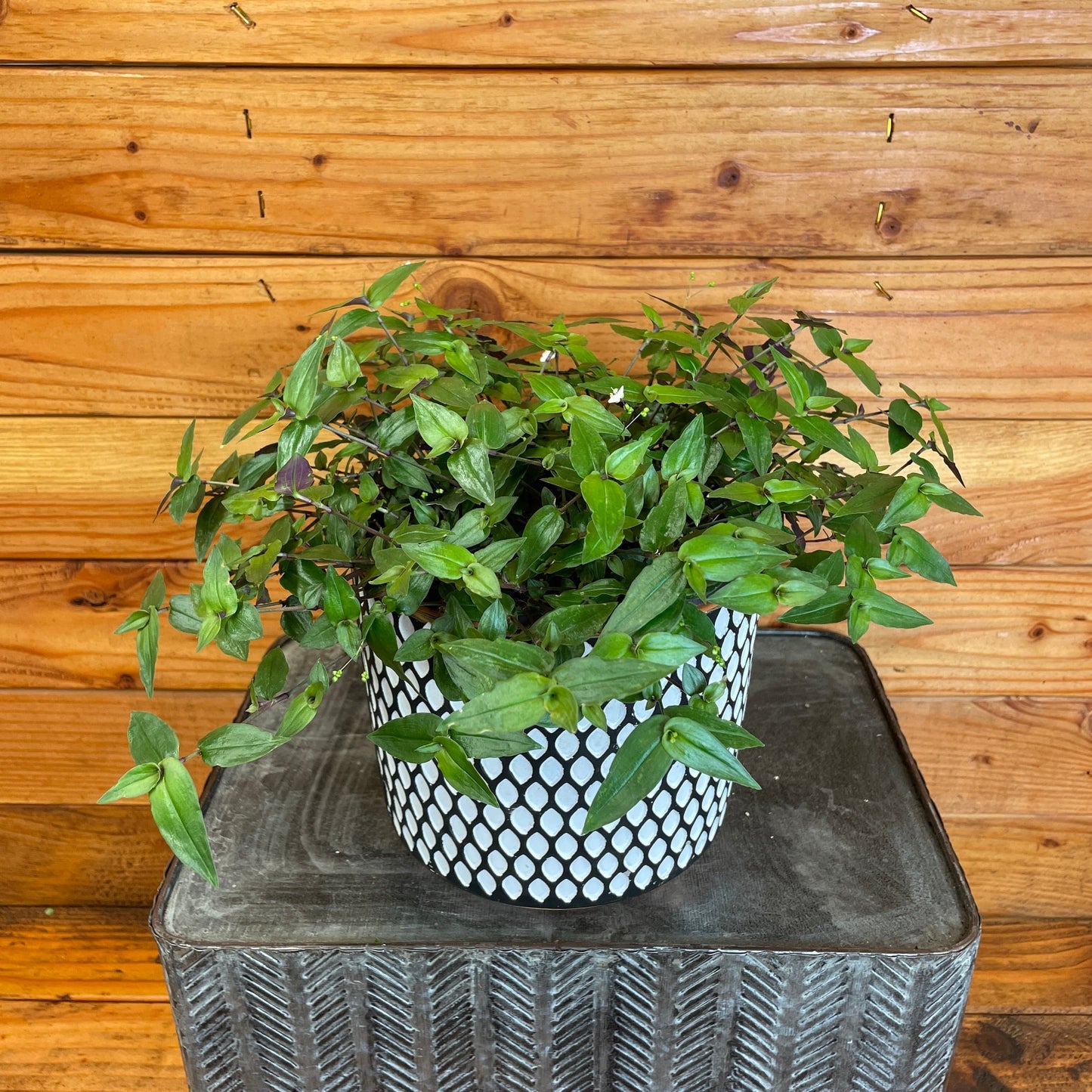 Gibasis Tahitian Bridal Veil, 6" Plant