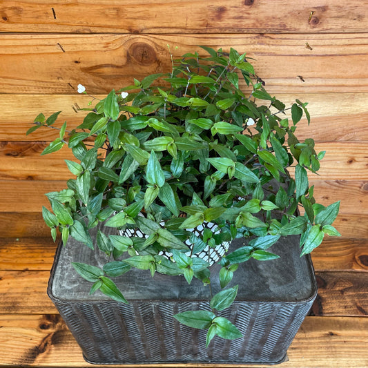 Gibasis Tahitian Bridal Veil, 6" Plant