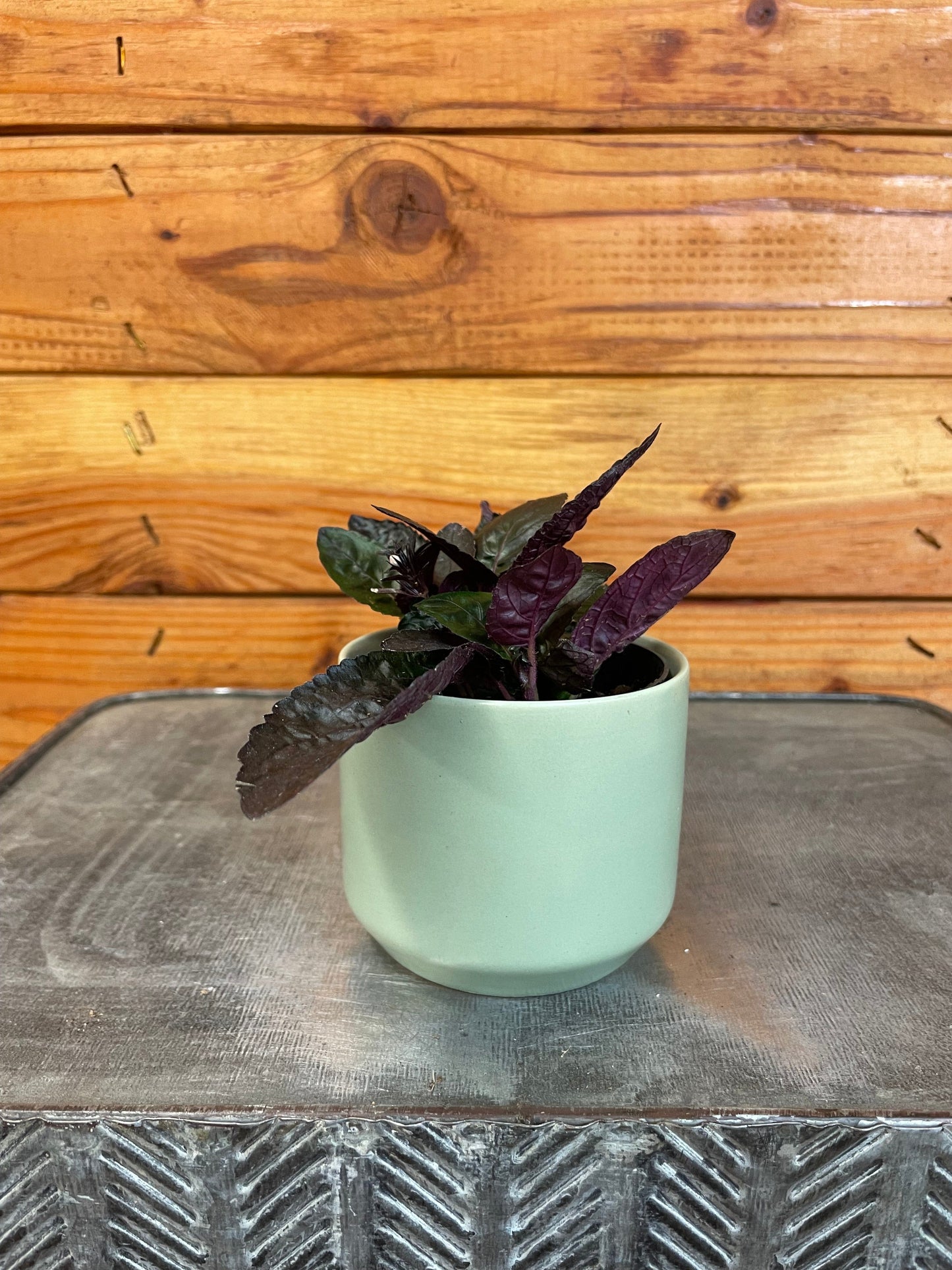 Hemigraphis alternata Purple Waffle, 2" Plant