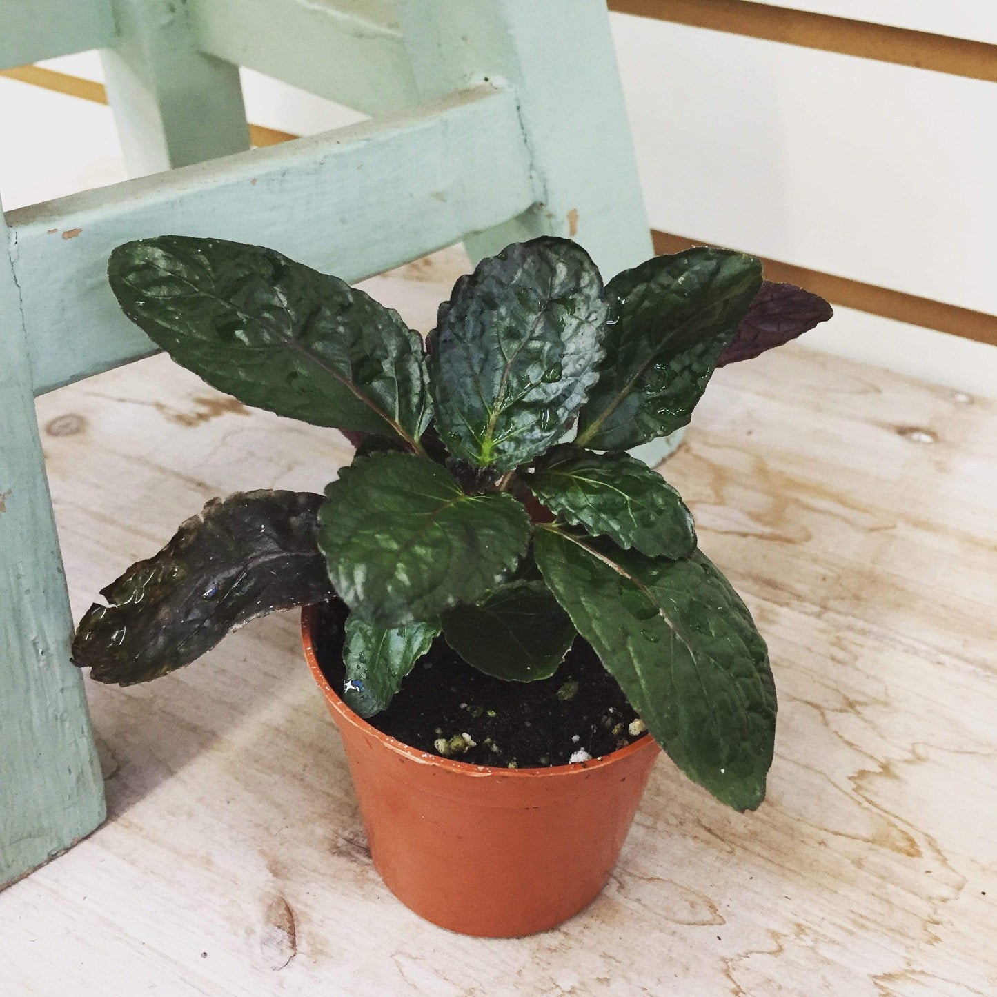 Hemigraphis alternata Purple Waffle, 2" Plant