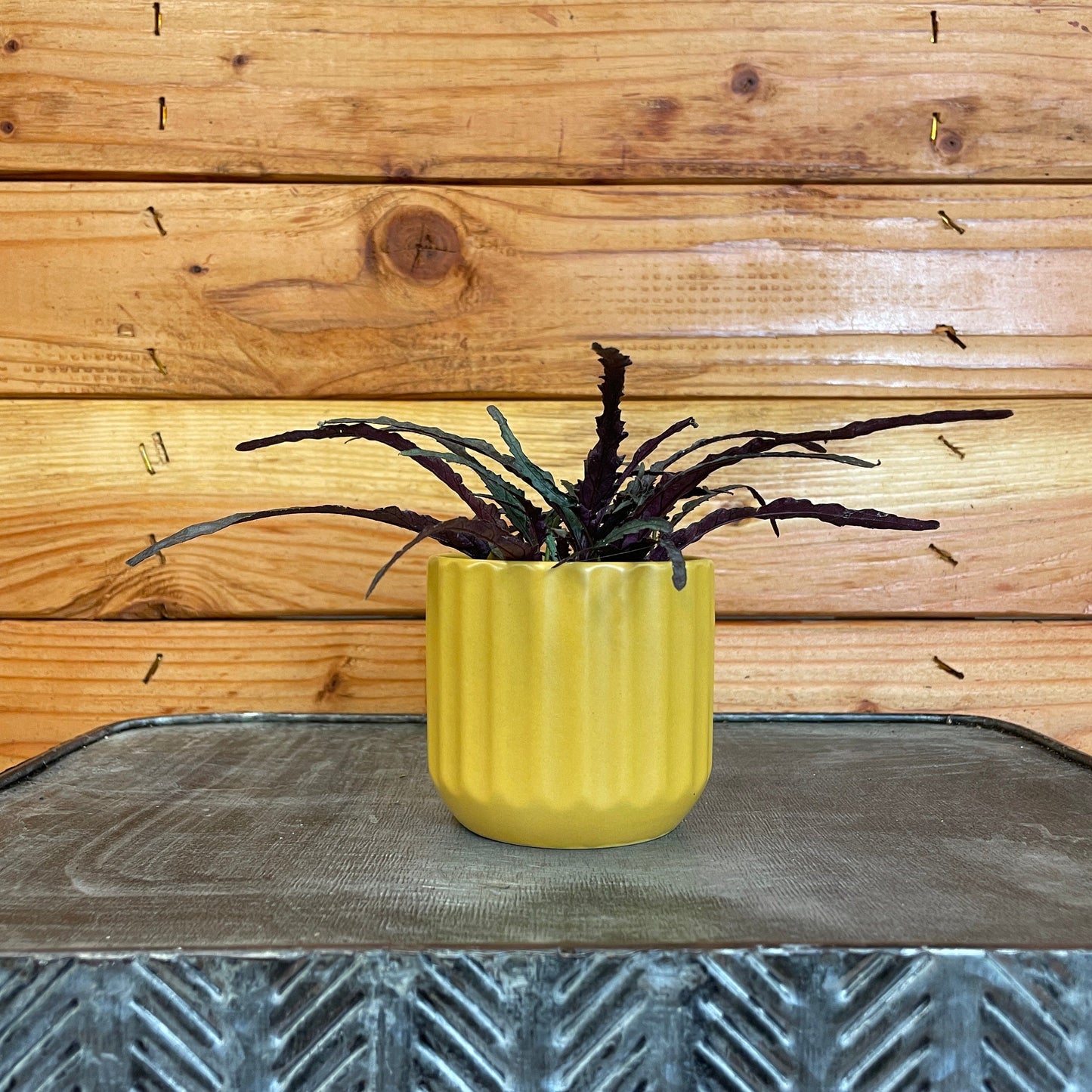 Hemigraphis Dragon's Tongue, 2" Plant