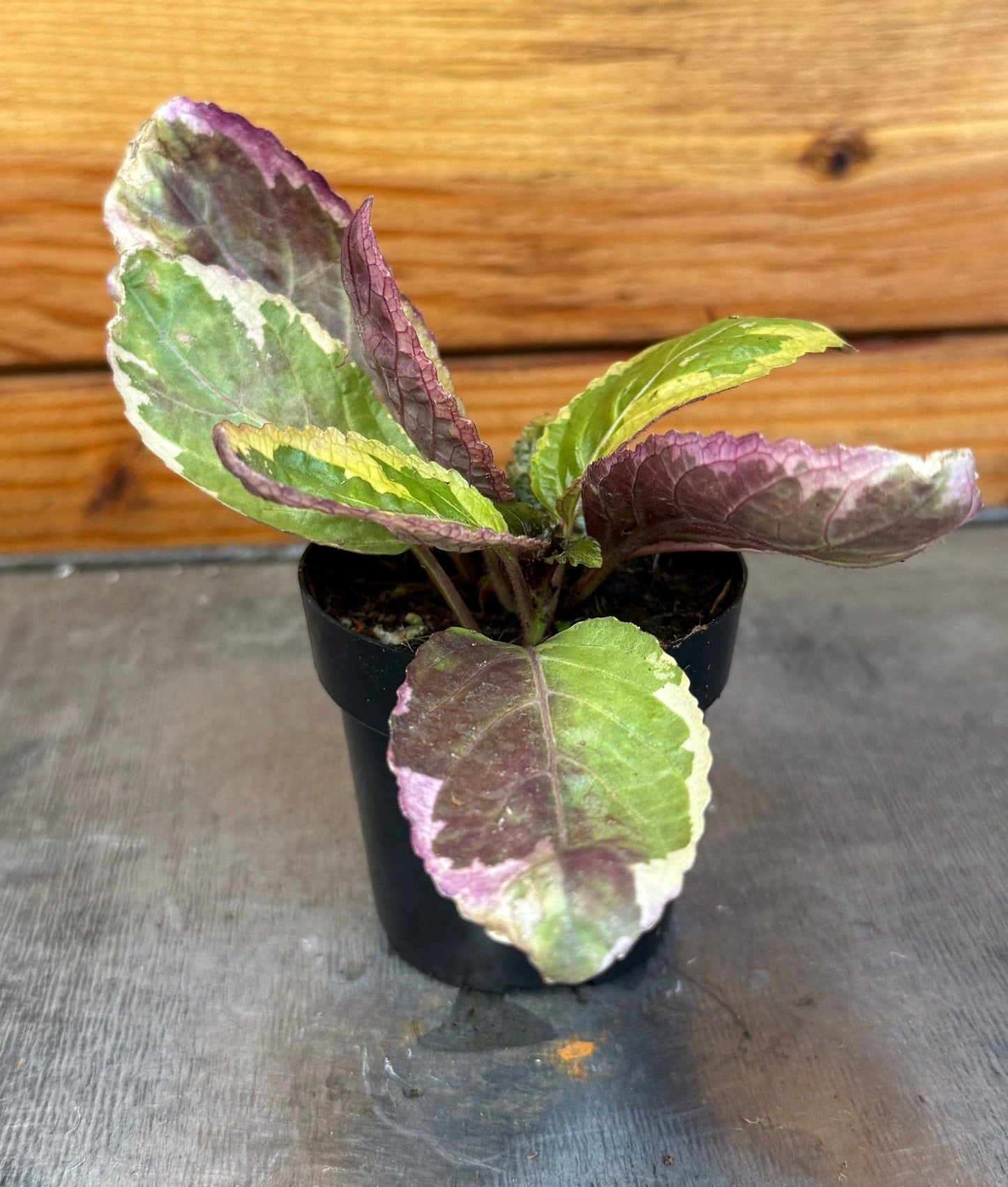 Hemigraphis Variegated Waffle, 2" Plant