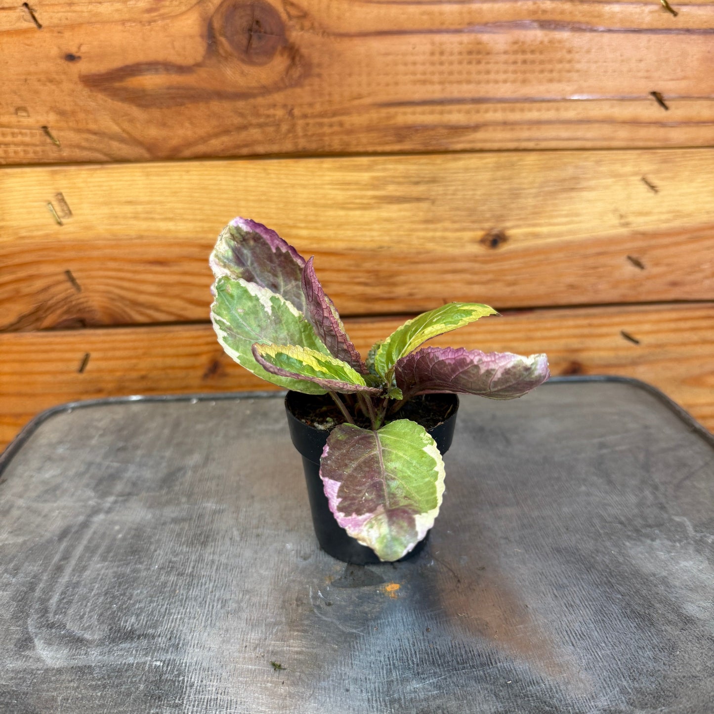 Hemigraphis Variegated Waffle, 2" Plant