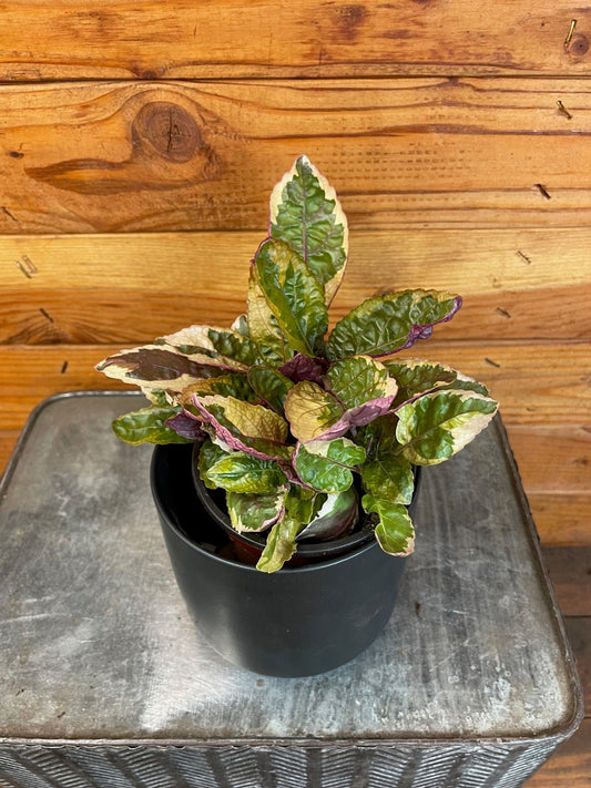 Hemigraphis Variegated Waffle, 4" Plant