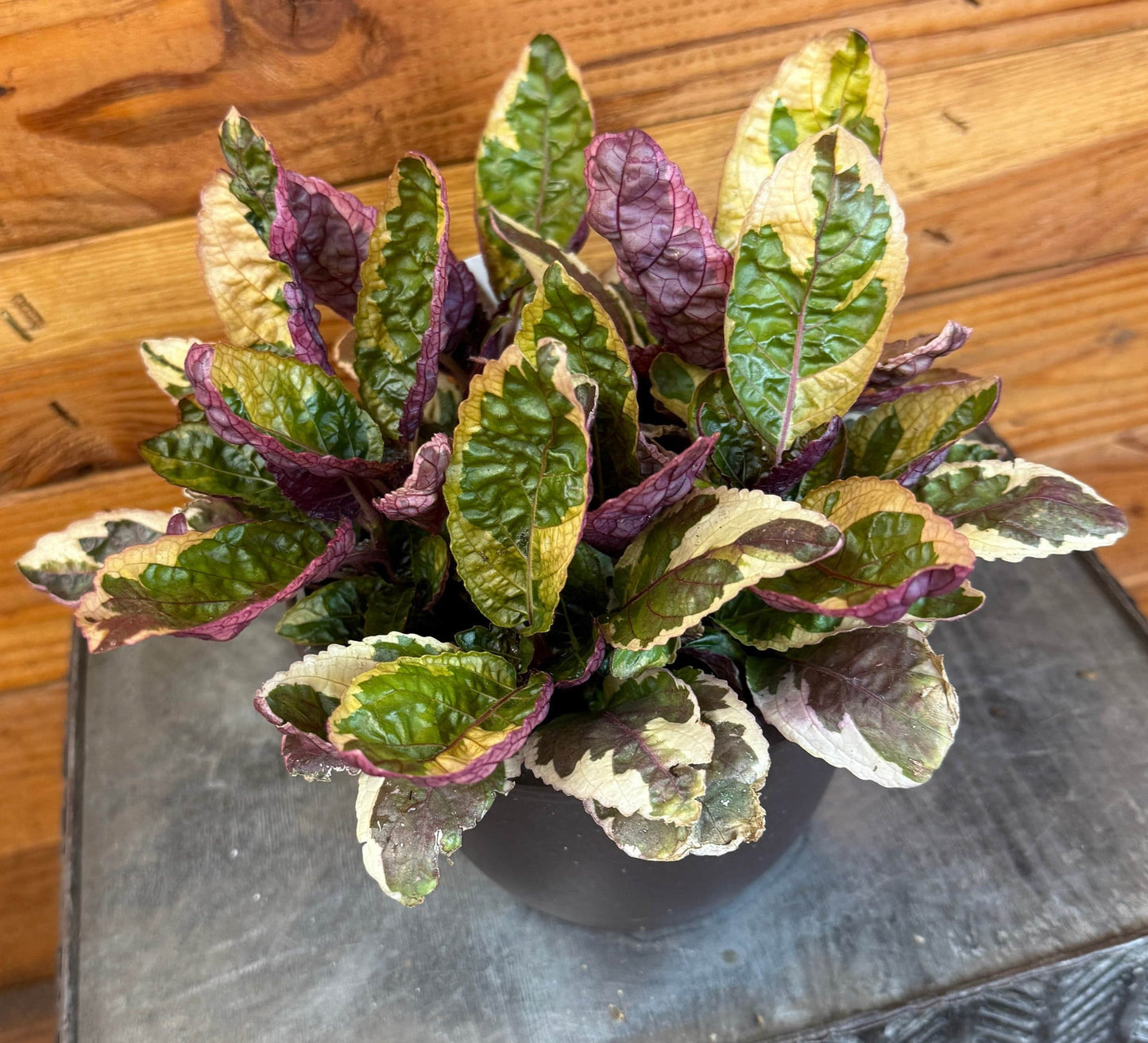 Hemigraphis Variegated Waffle, 6" Plant