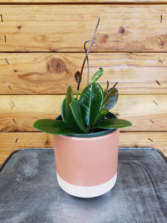 Hoya Australis, 4" Plant