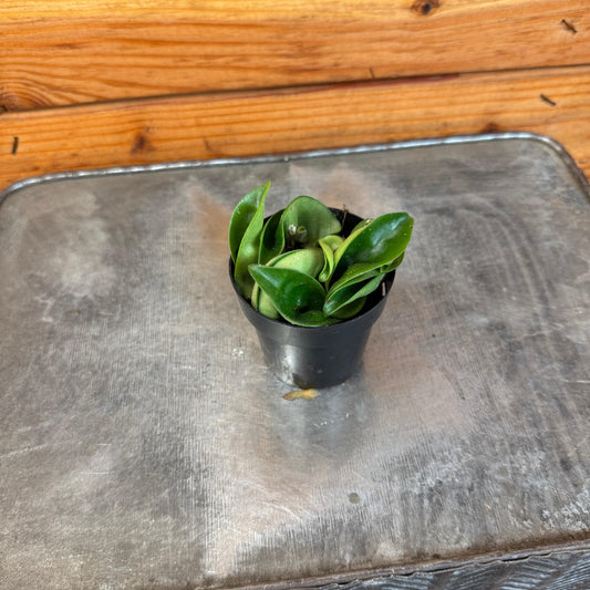 Hoya Compacta, 2" Plant