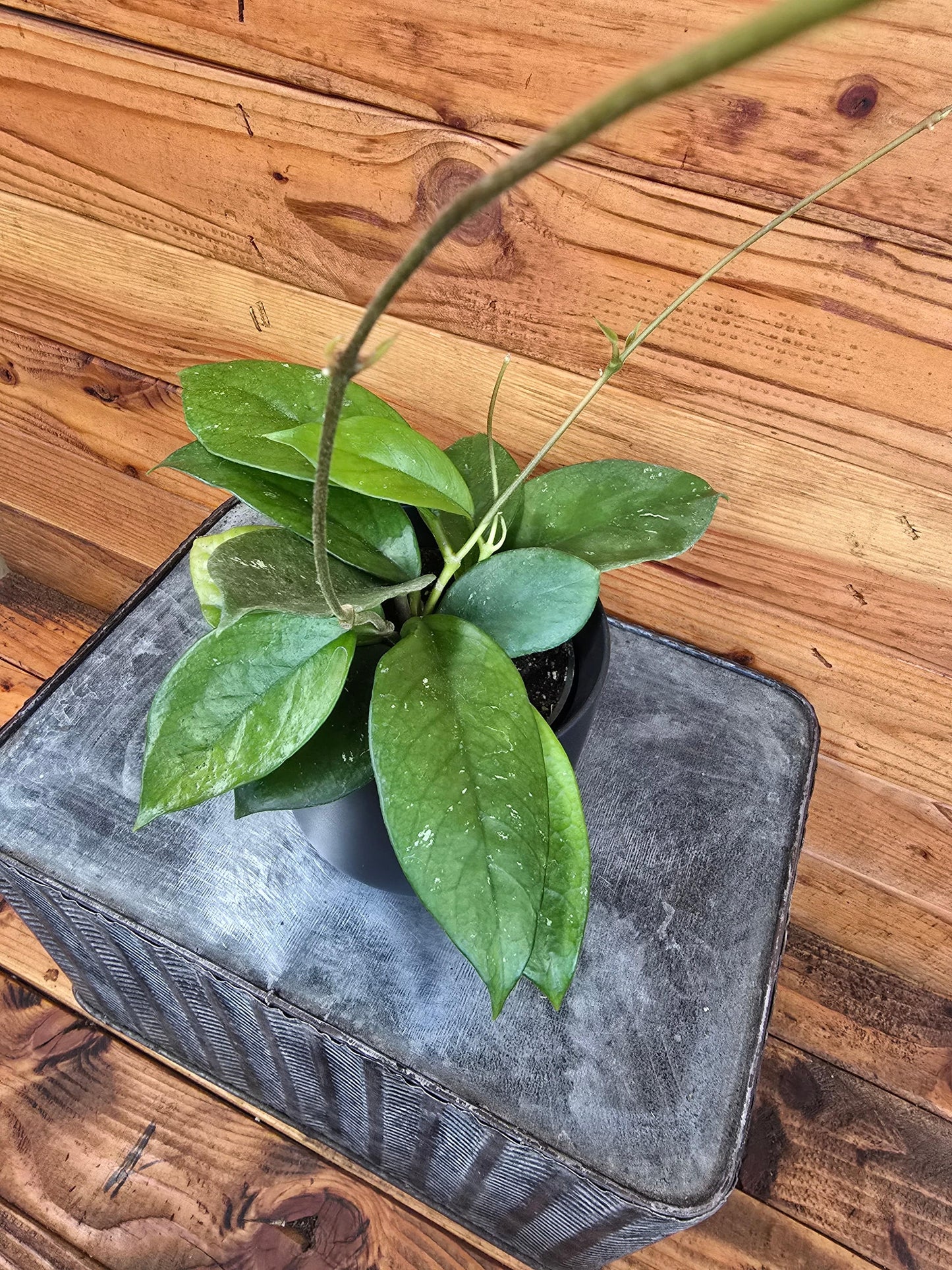 Hoya Pubicalyx x Fungii, 4" Plant