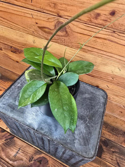 Hoya Pubicalyx x Fungii, 4" Plant