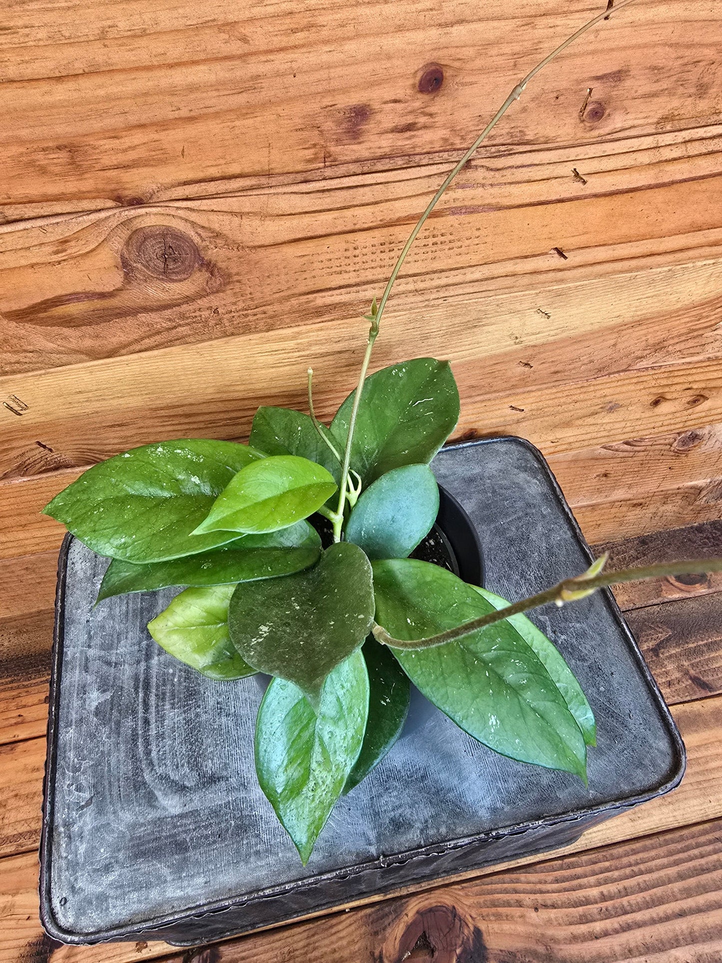 Hoya Pubicalyx x Fungii, 4" Plant