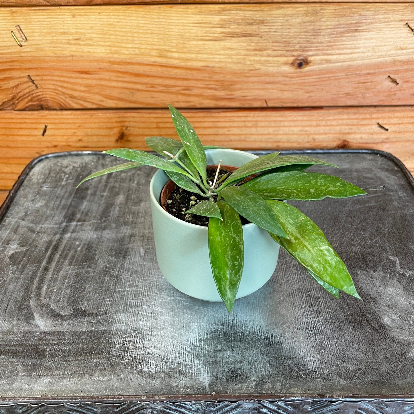 Hoya Gracilis, 2" Plant