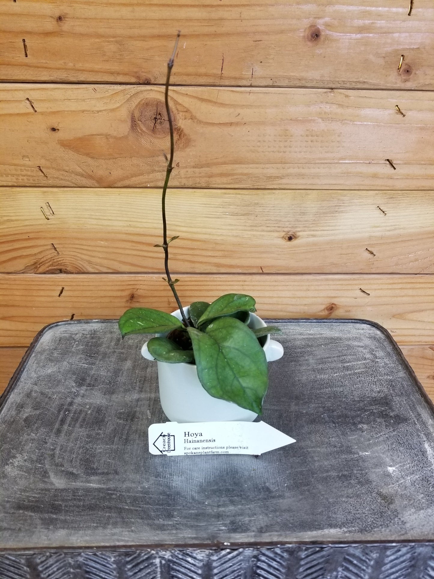 Hoya Hainanensis, 2" Plant