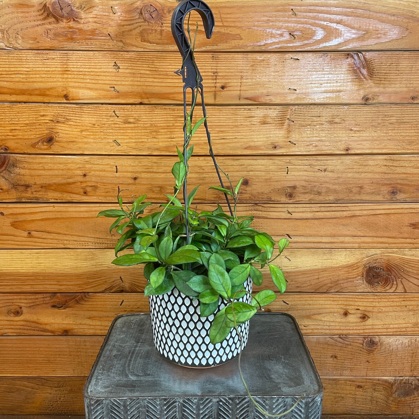 Hoya Hainanensis, 6" Plant