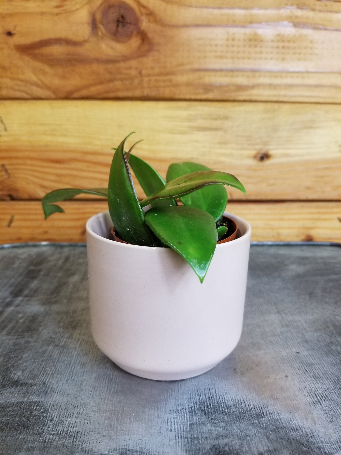 Hoya Minahassae, 2" Plant