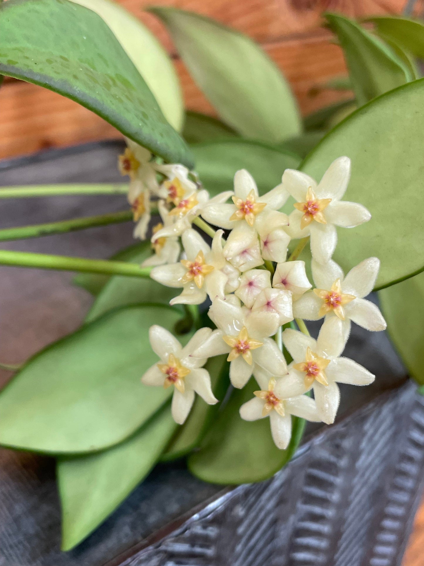 Hoya Minahassae, 4" Plant