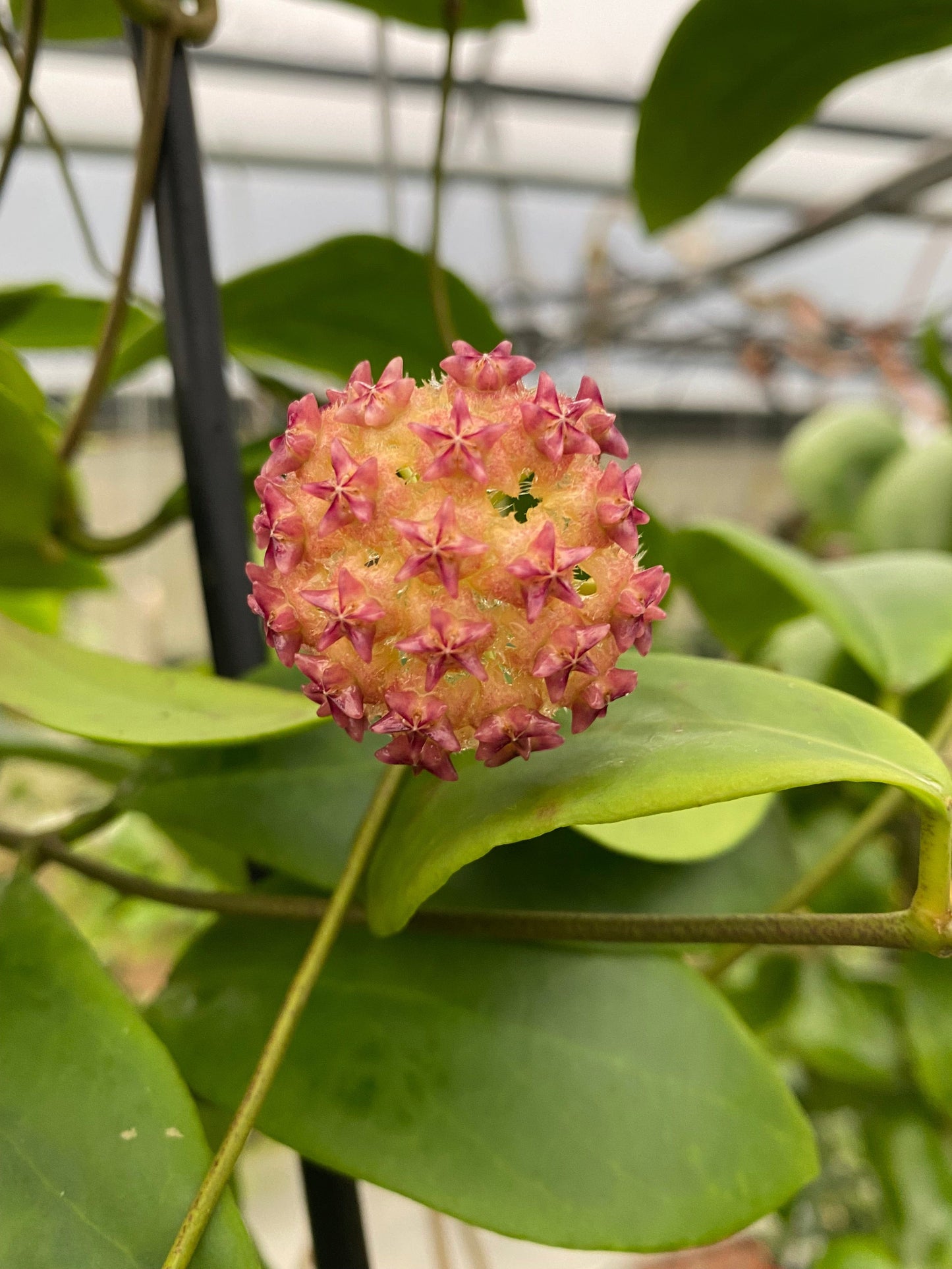 Hoya Mindorensis Pink, 4" Plant