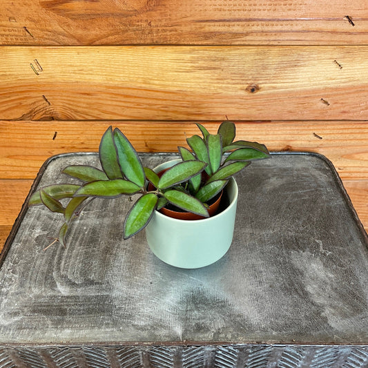 Hoya Rosita, 2" Plant