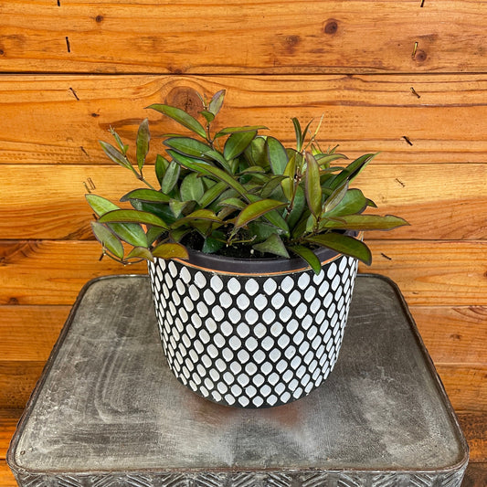 Hoya Rosita, 6" Plant