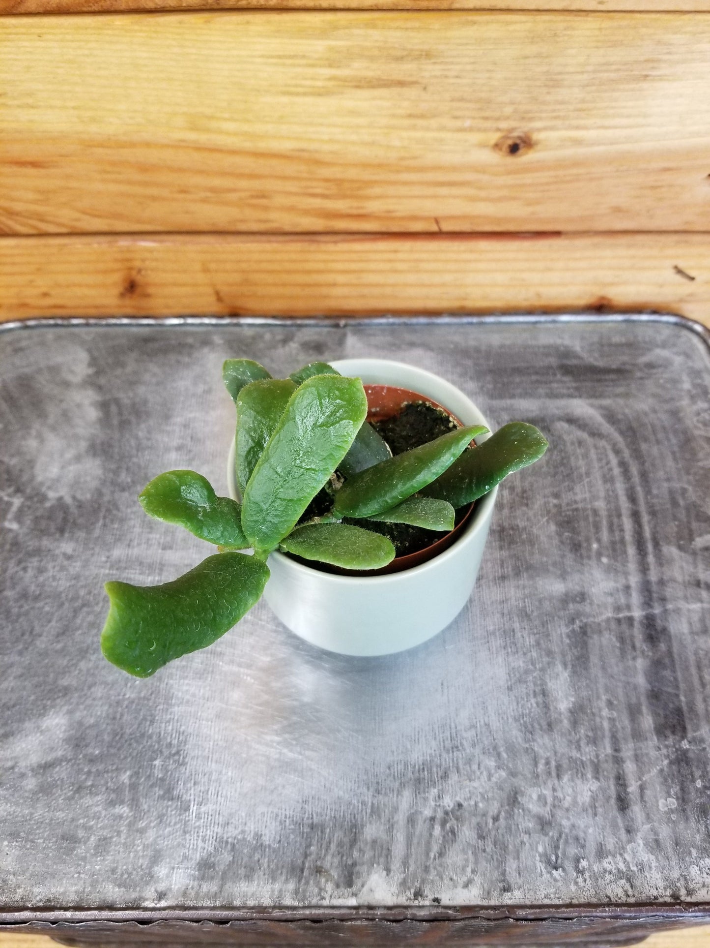 Hoya Rotundiflora, 2" Plant