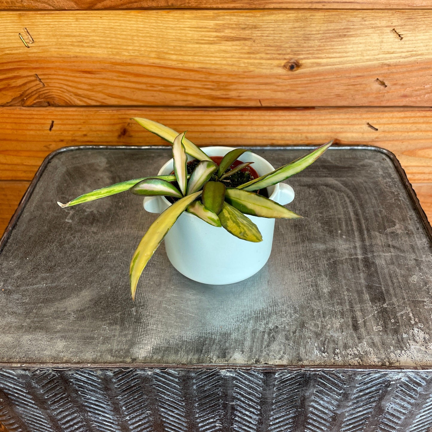 Hoya Wayetii Variegated, 2" Plant