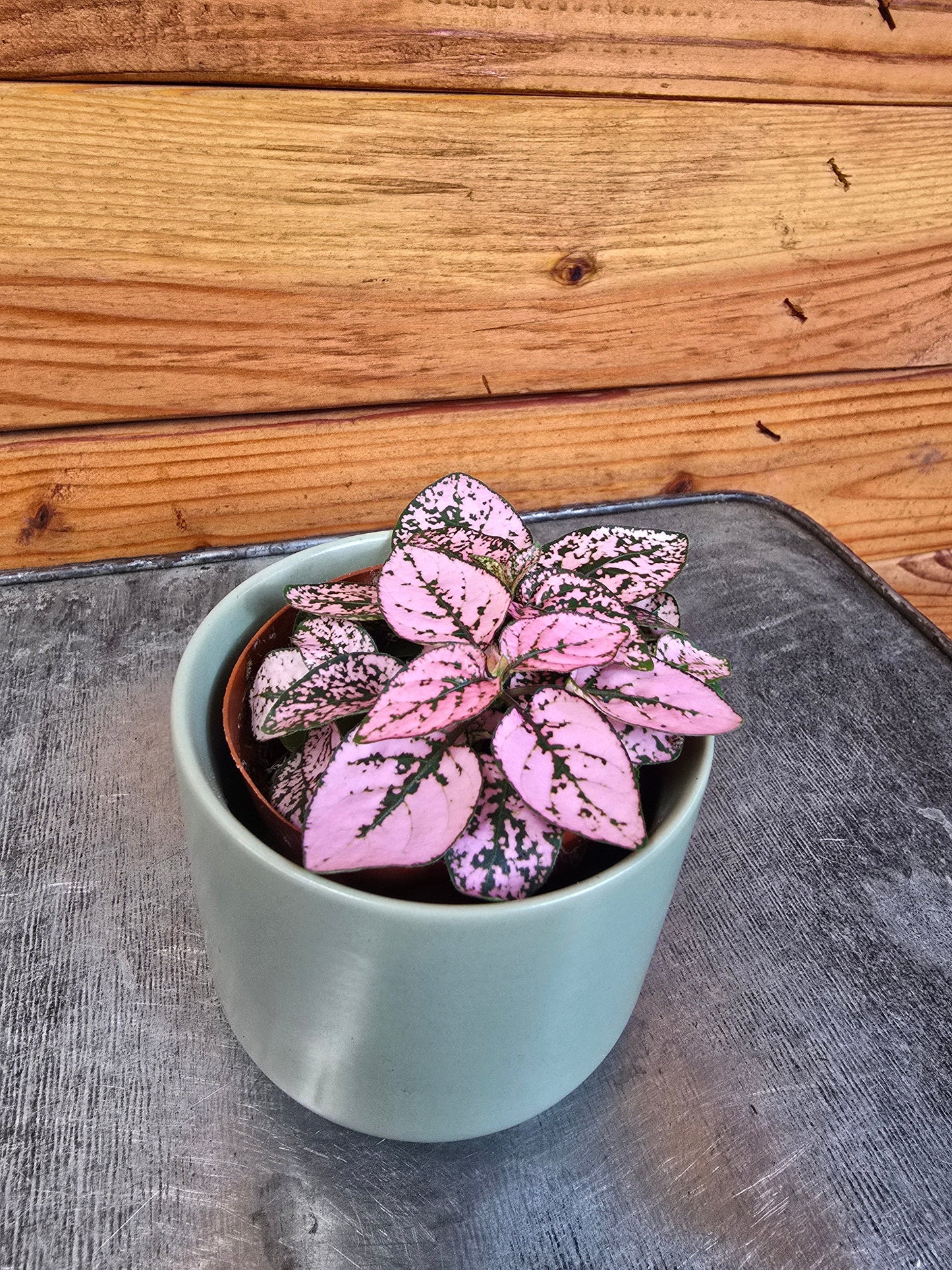 Hypoestes Polka Dot Plant Pink Splash, 2" Plant