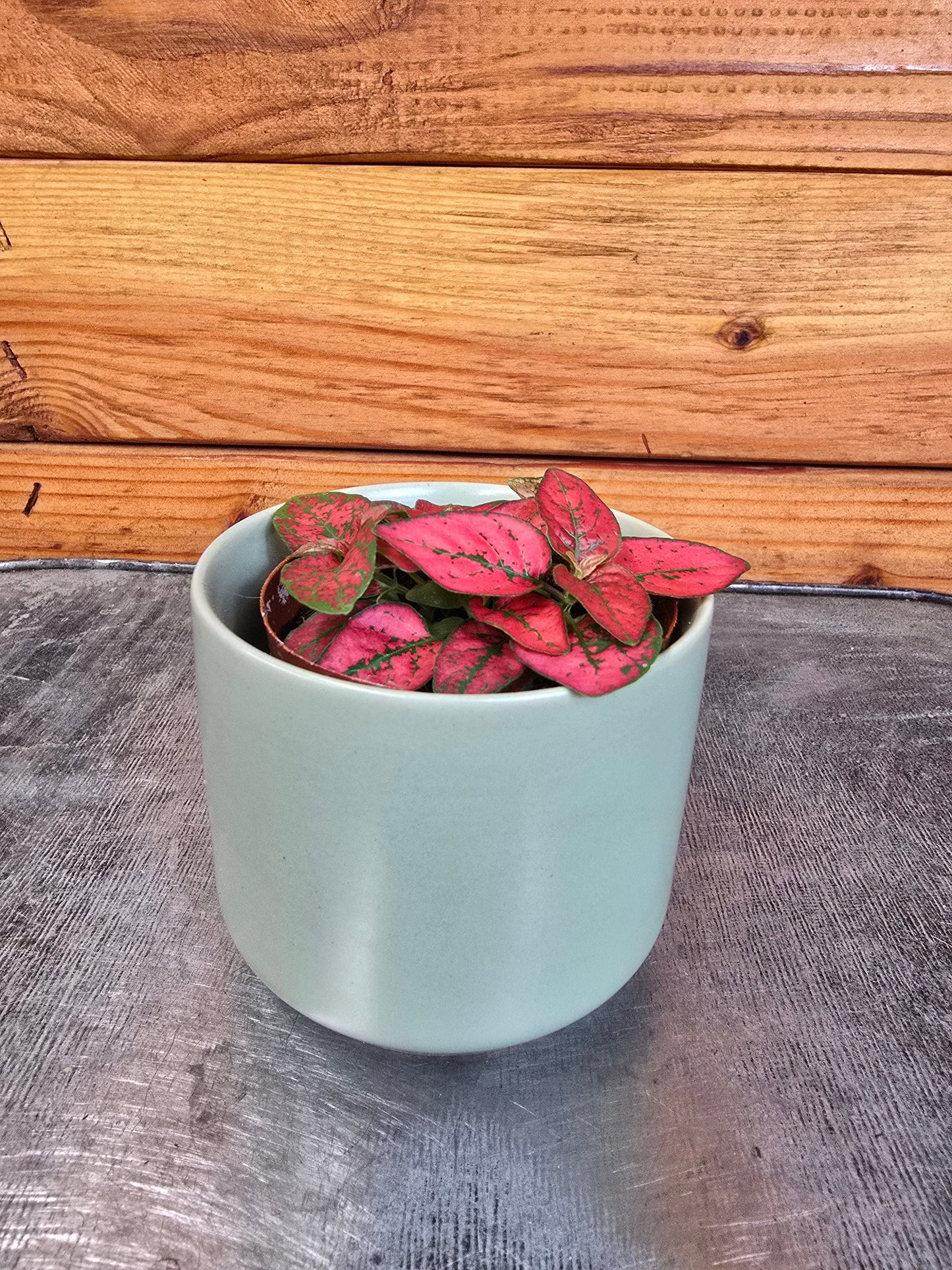 Hypoestes Polka Dot Plant Red Splash, 2" Plant