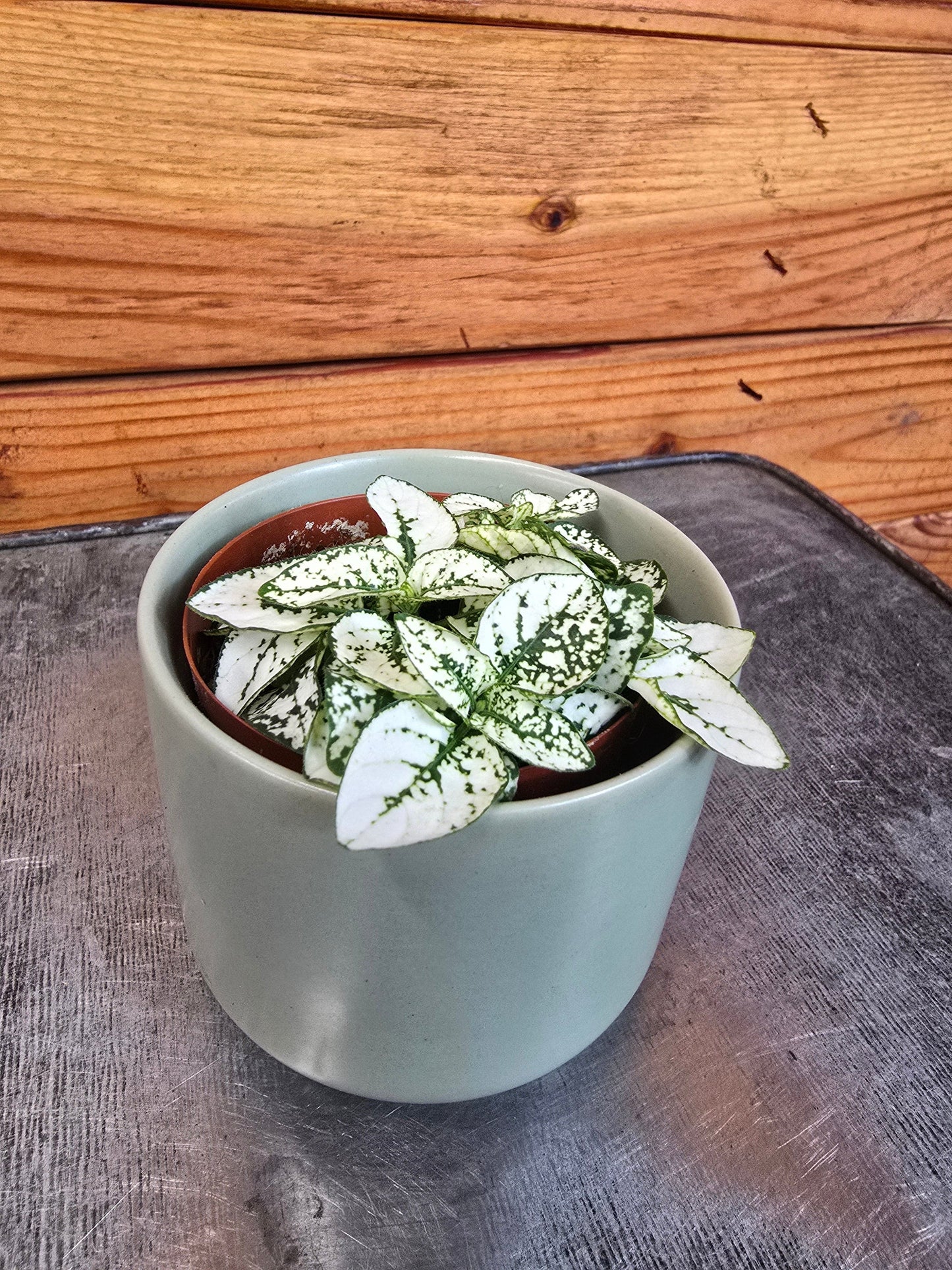 Hypoestes Polka Dot Plant White Splash, 2" Plant