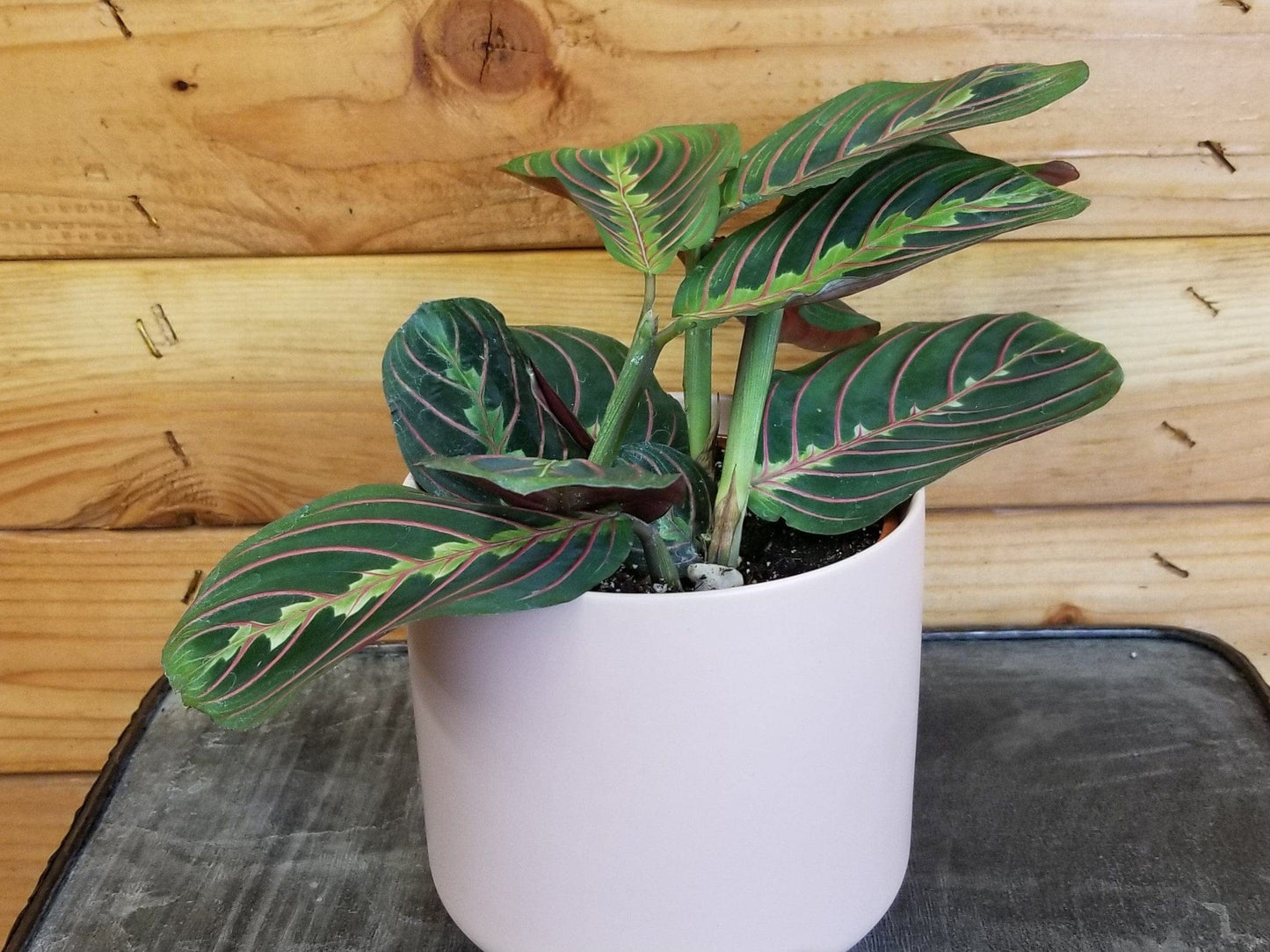 Maranta Leuconeura Red, 4" Plant