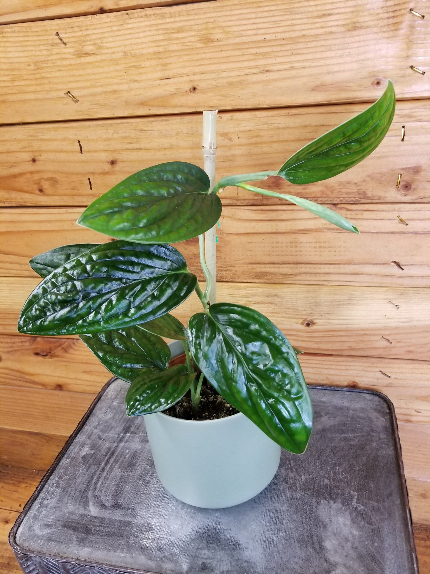 Monstera Karstenianum Peru, 4" Plant