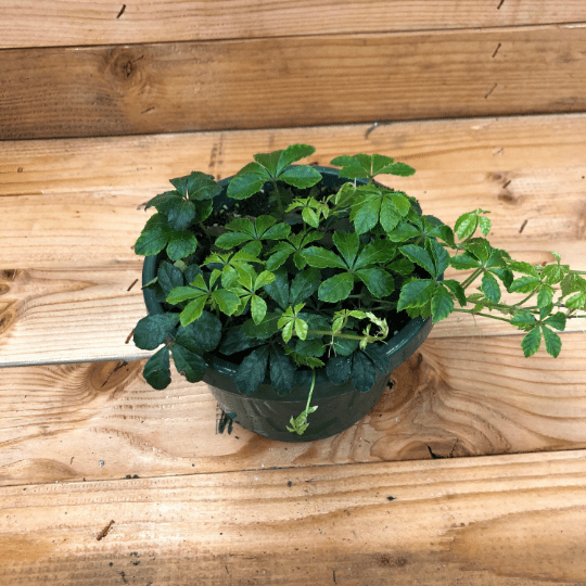 Parthenocissus Sugar Vine, 6" Plant