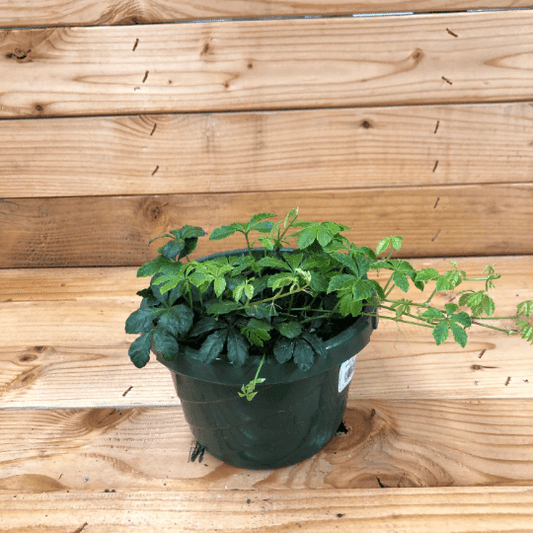 Parthenocissus Sugar Vine, 6" Plant