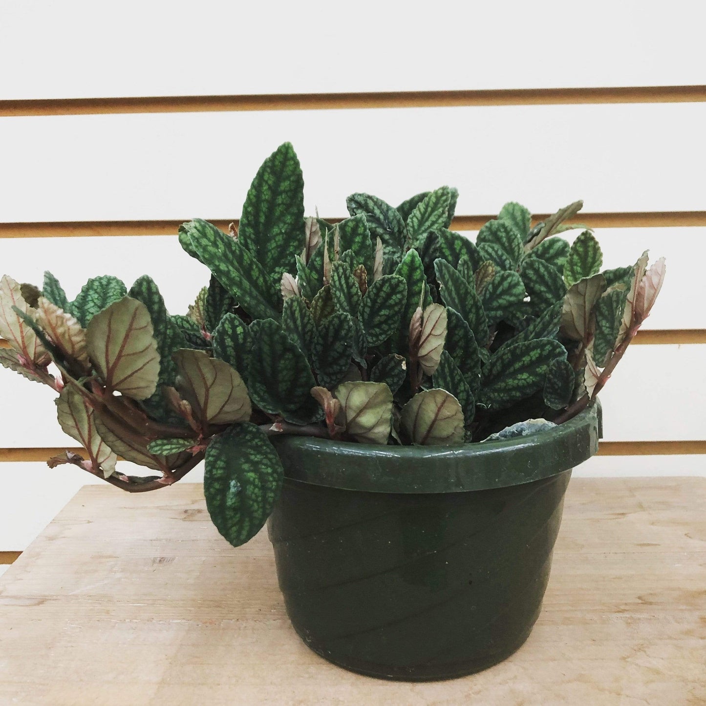 Pellionia Daveauana, 6" Plant