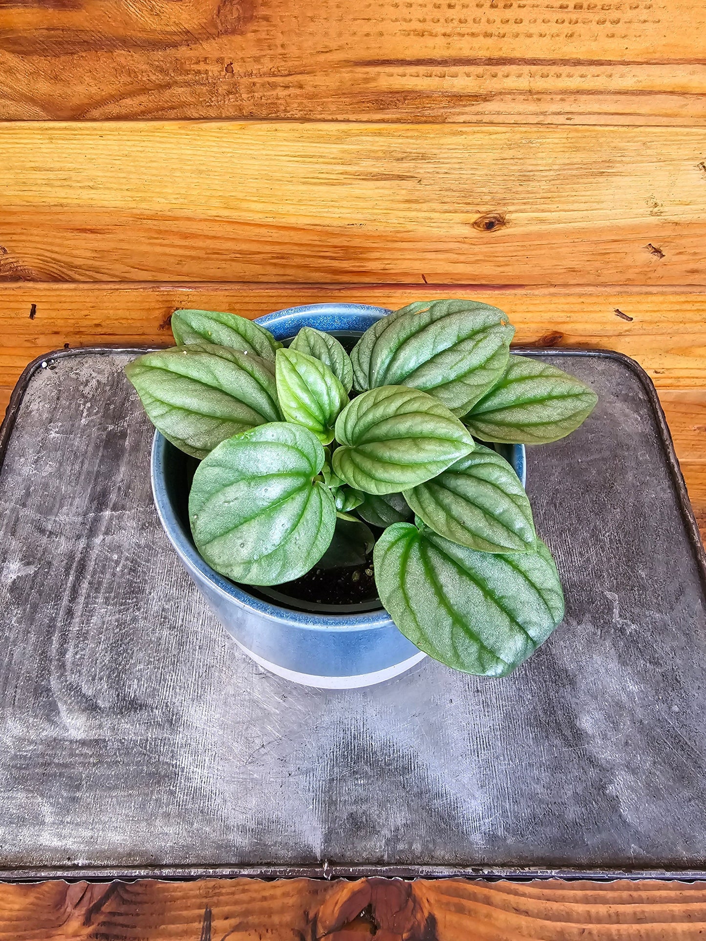 Peperomia Moonlight, 4" Plant