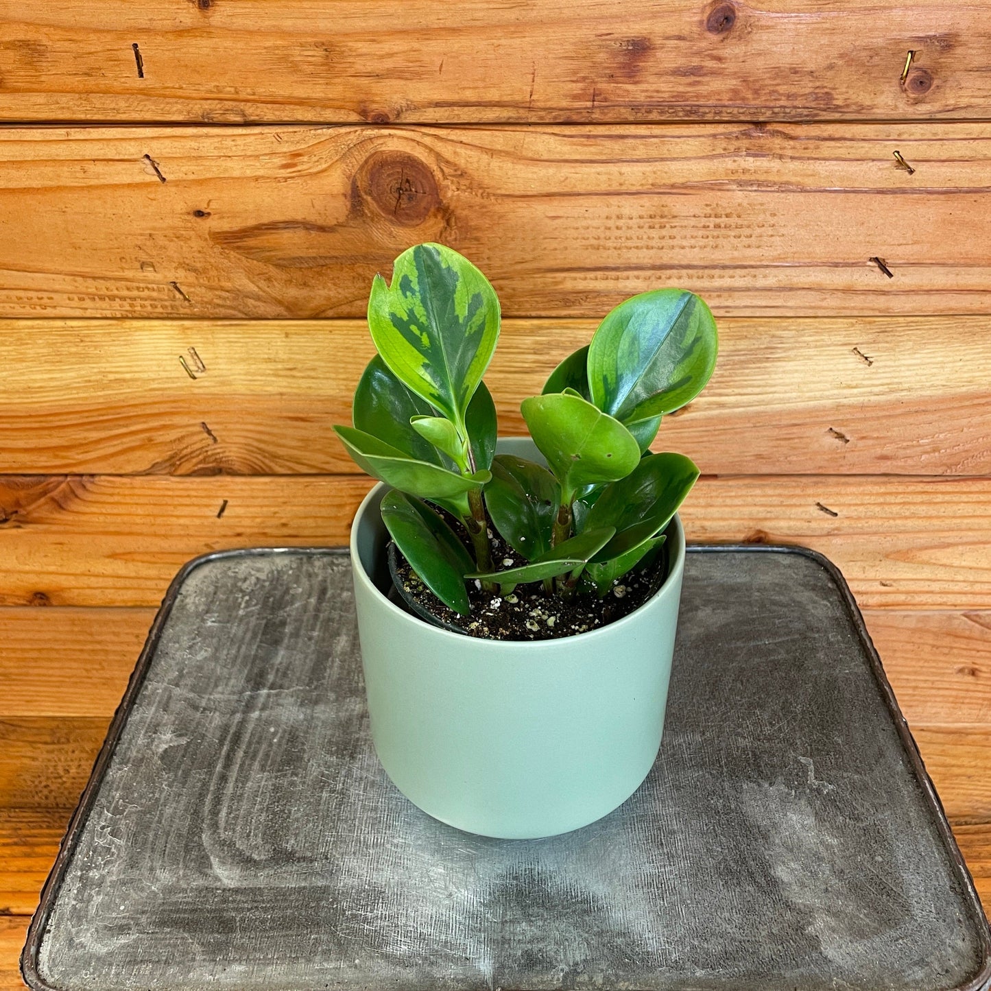 Peperomia Obtusifolia Lemon Lime, 4" Plant