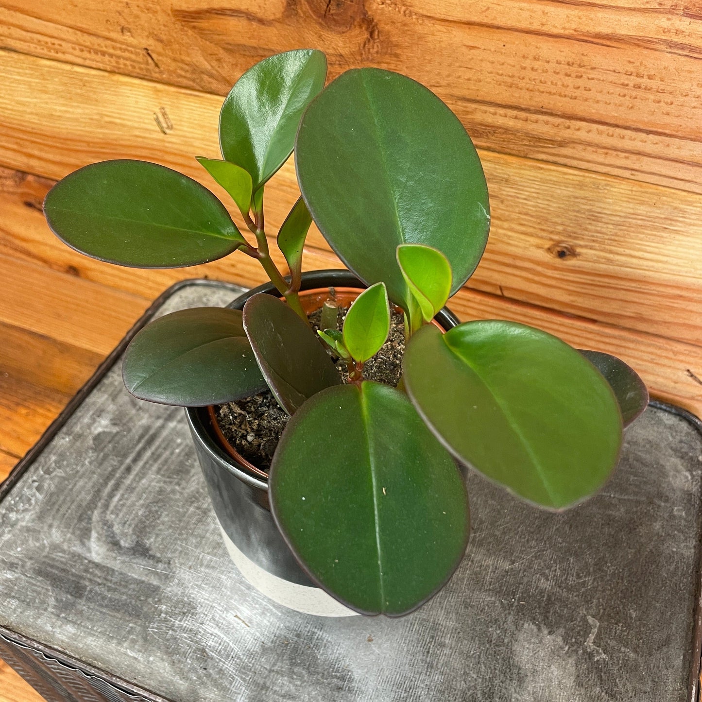 Peperomia Obtusifolia Red Margins, 4" Plant