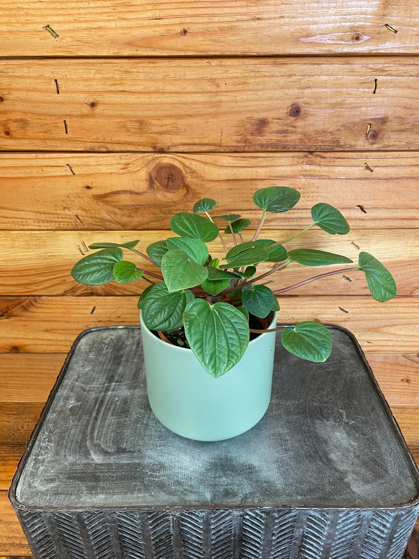 Peperomia Rana Verde, 4" Plant