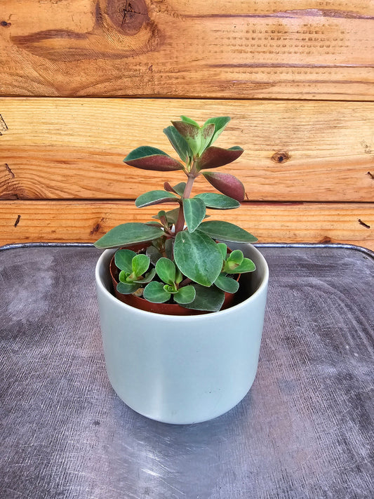 Peperomia Red Log, 2" Plant