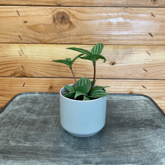 Peperomia Stilt, 2" Plant