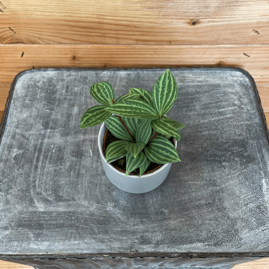 Peperomia Stilt, 2" Plant