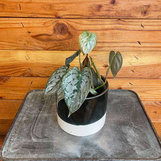 Philodendron Brandtianum, 4" Plant