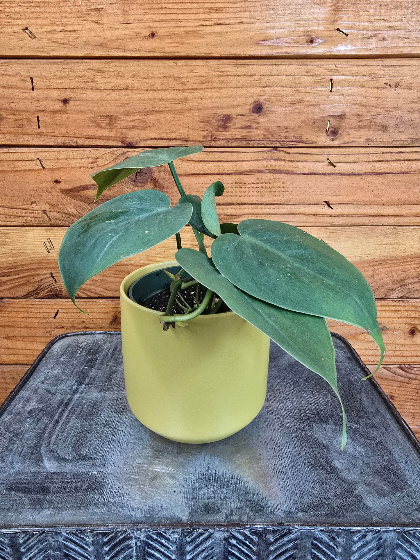 Philodendron Cordatum, 4" Plant