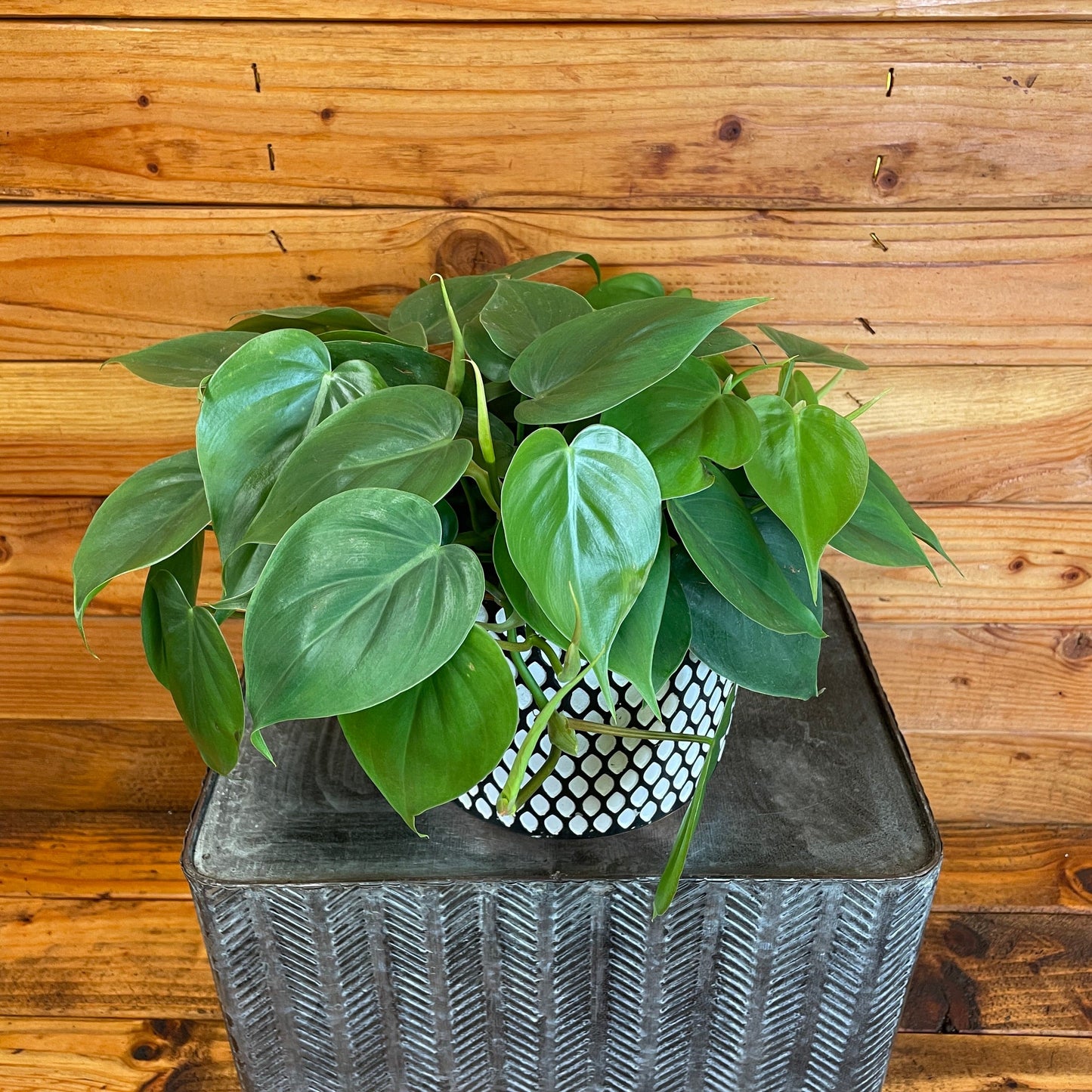 Philodendron Cordatum, 6" Plant