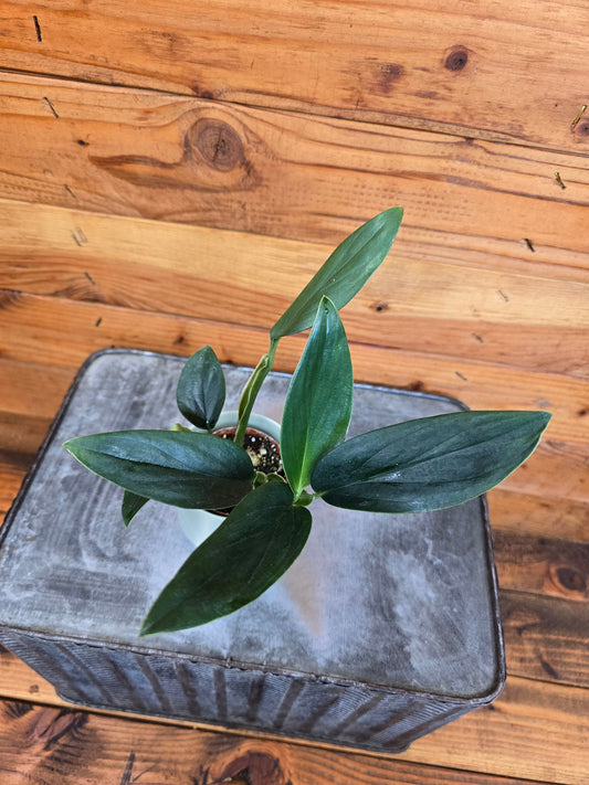 Philodendron Guttiferum, 2" Plant