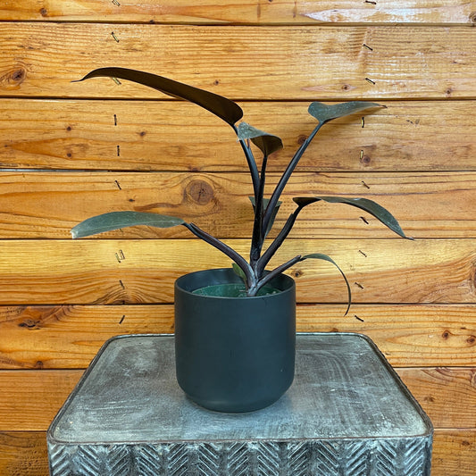 Philodendron Majesty, 4" Plant