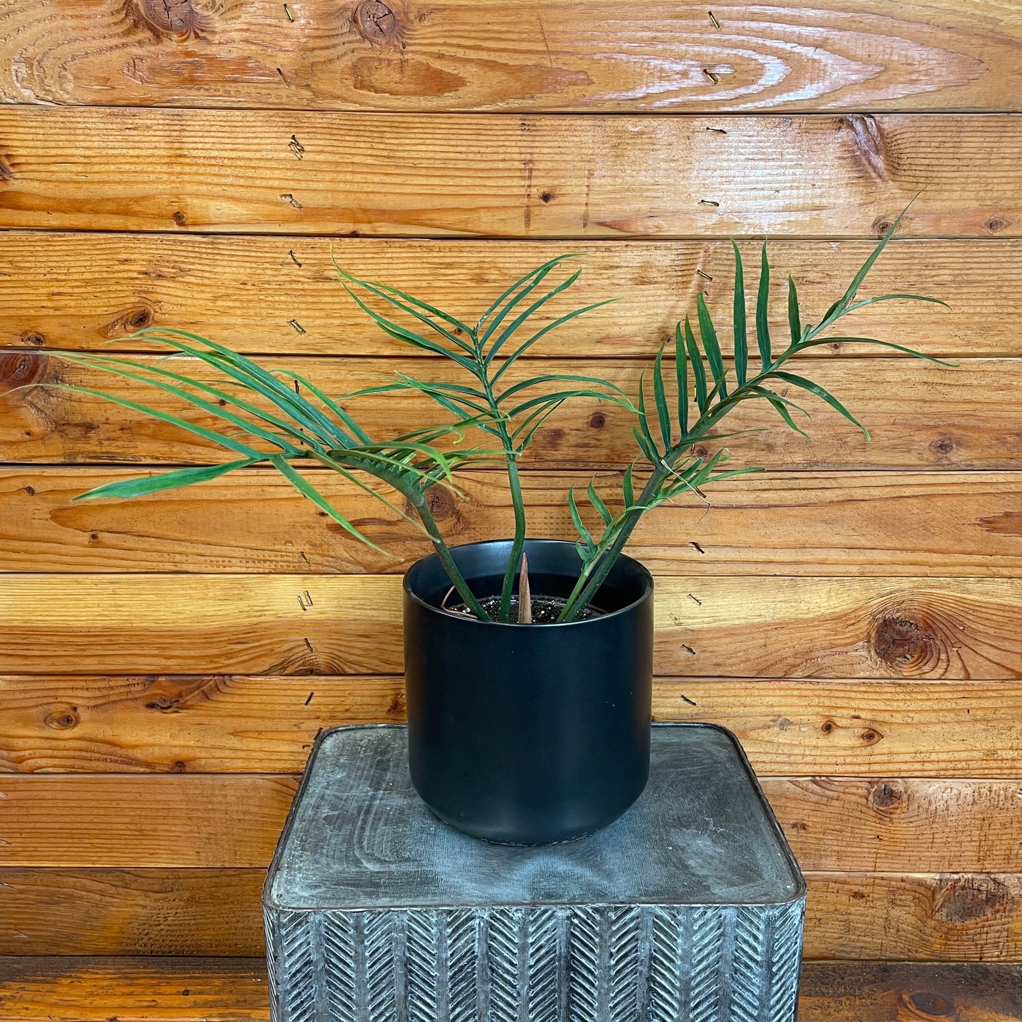 Philodendron Tortum, 6" Plant