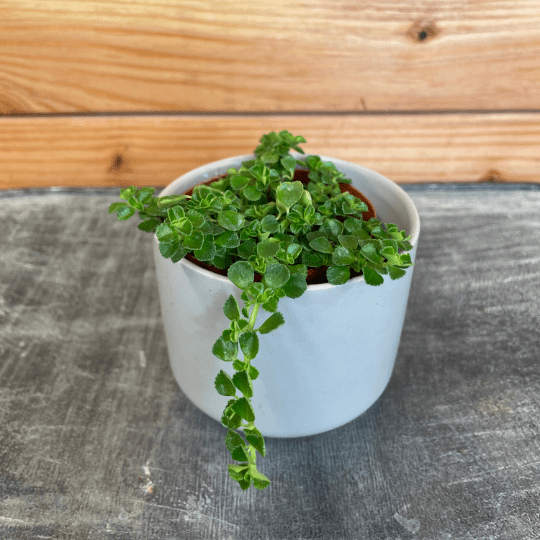 Pilea Green Baby Tears, 2" Plant